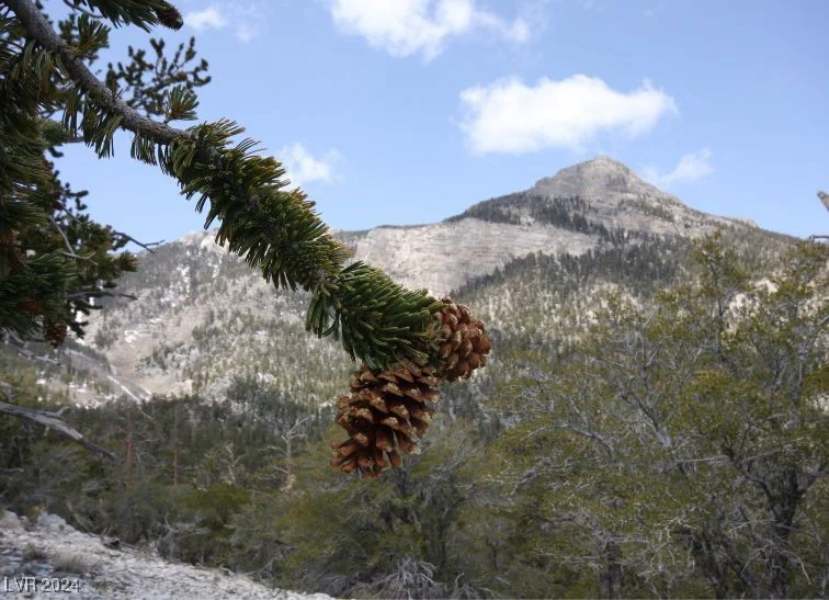 2196 Via Dulcedo, Mount Charleston, NV 89124