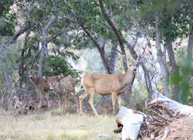 2196 Via Dulcedo, Mount Charleston, NV 89124