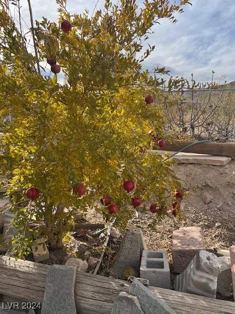 951 D, Beatty, NV 89003