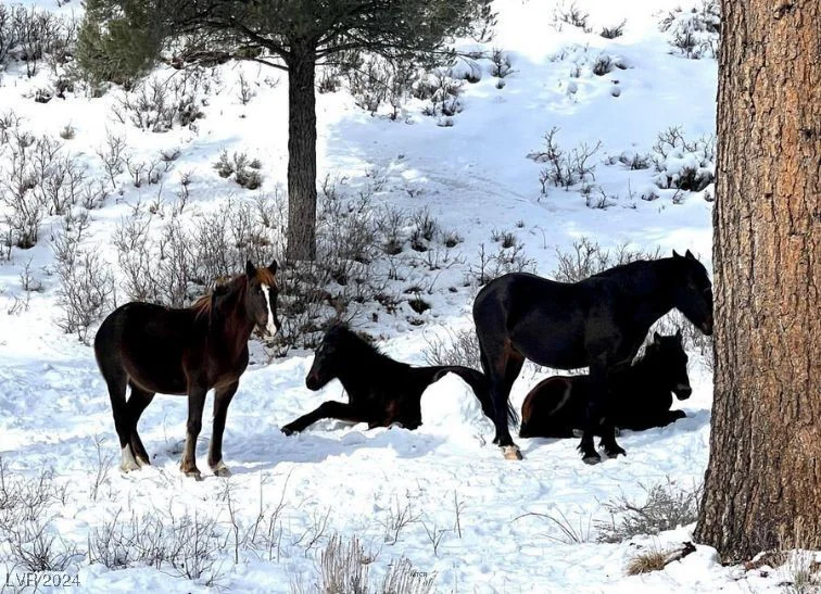 2194 Via Spes Nostra, Mount Charleston, NV 89124