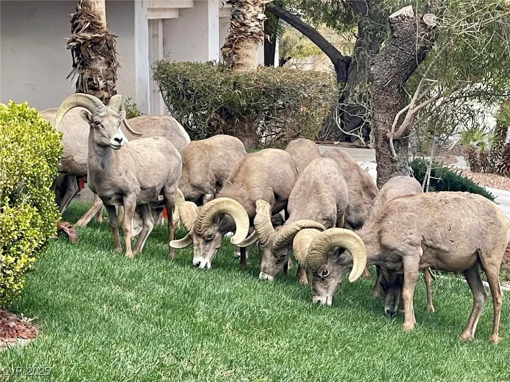 217 Big Horn, Boulder City, NV 89005
