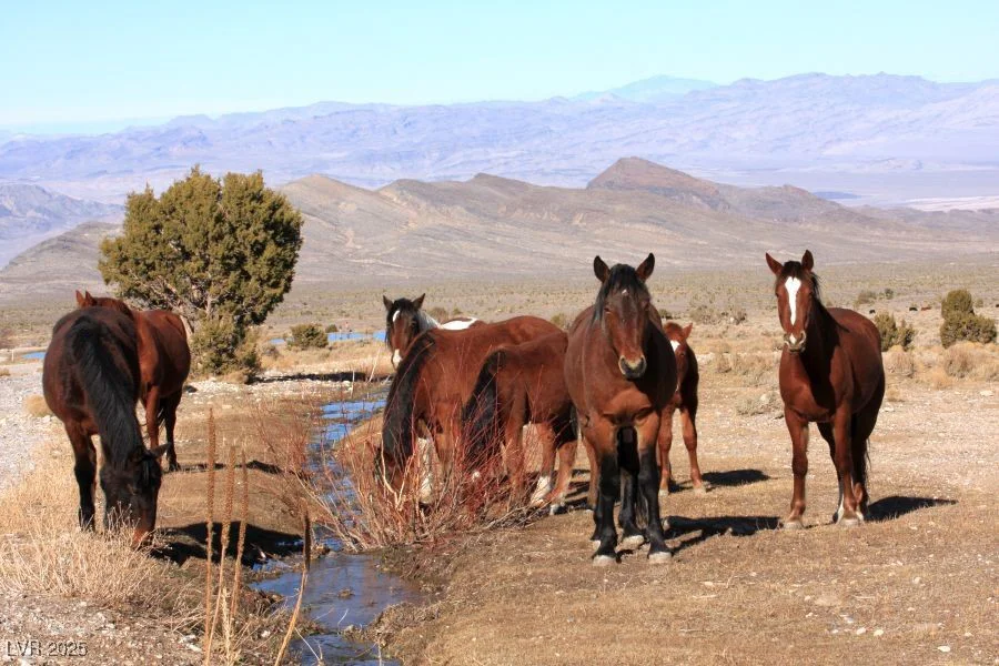175 Rudin, Cold Creek, NV 89124