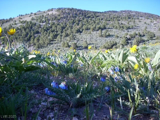 BBK 634 Acre Parcel, Other, NV 89835