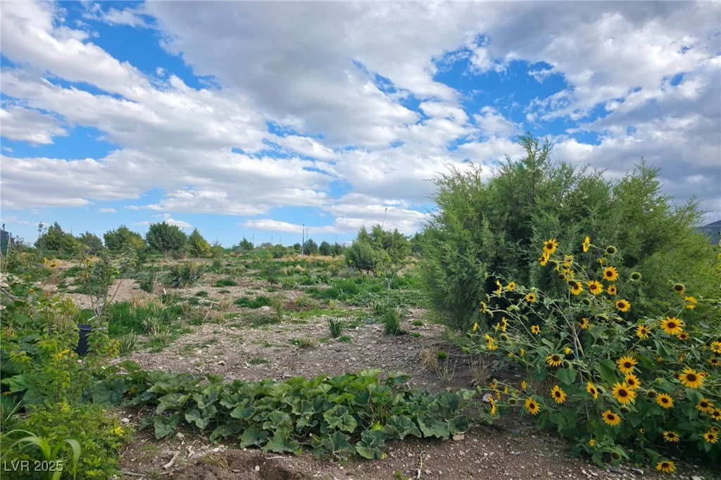Bugling Bull, Cold Creek, NV 89124