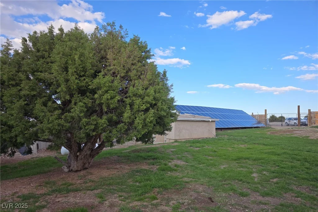 Bugling Bull, Cold Creek, NV 89124