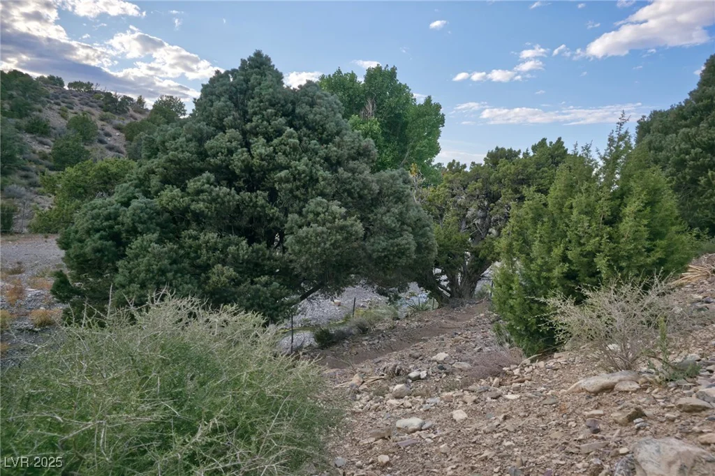 Bugling Bull, Cold Creek, NV 89124