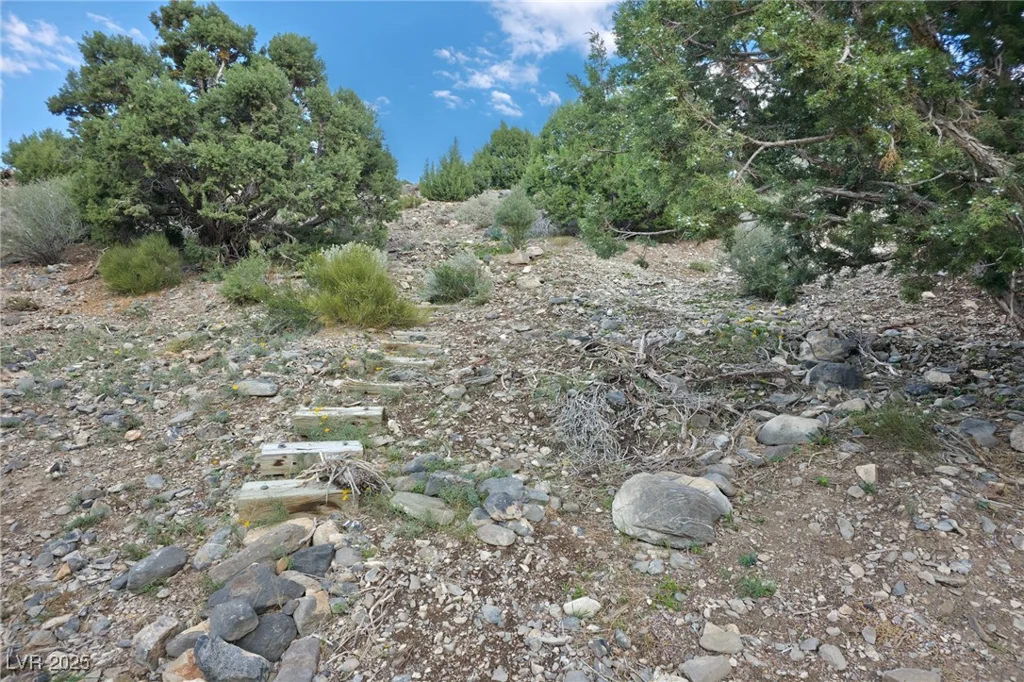 Bugling Bull, Cold Creek, NV 89124