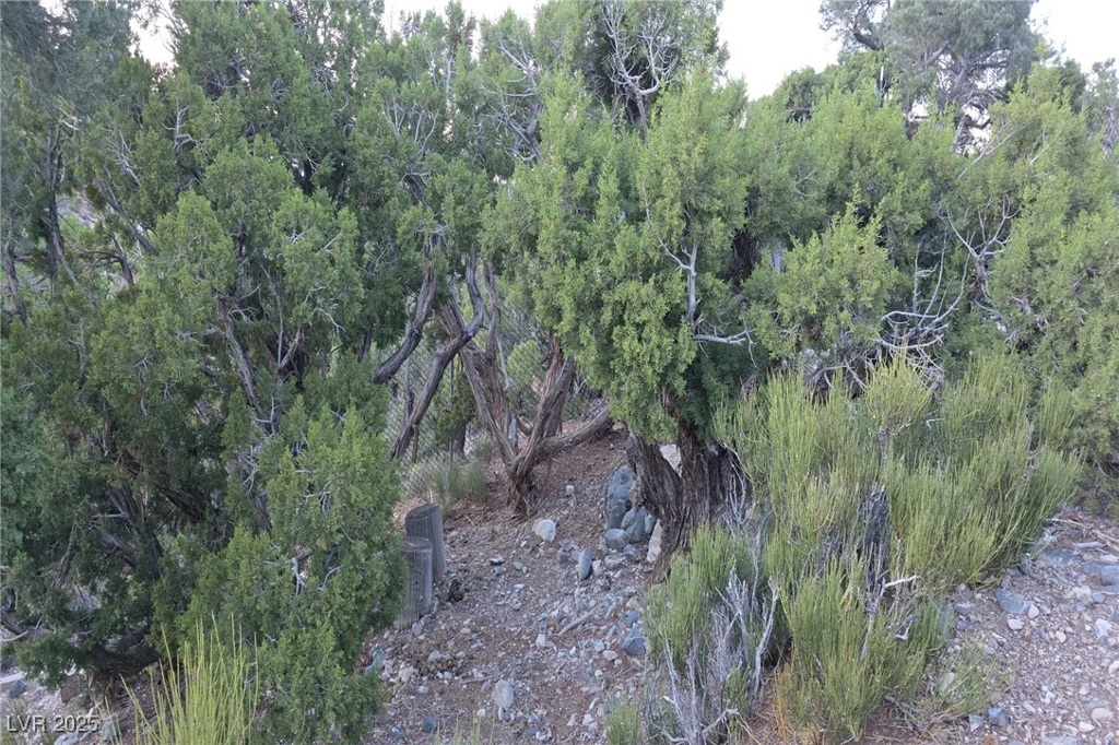 Bugling Bull, Cold Creek, NV 89124