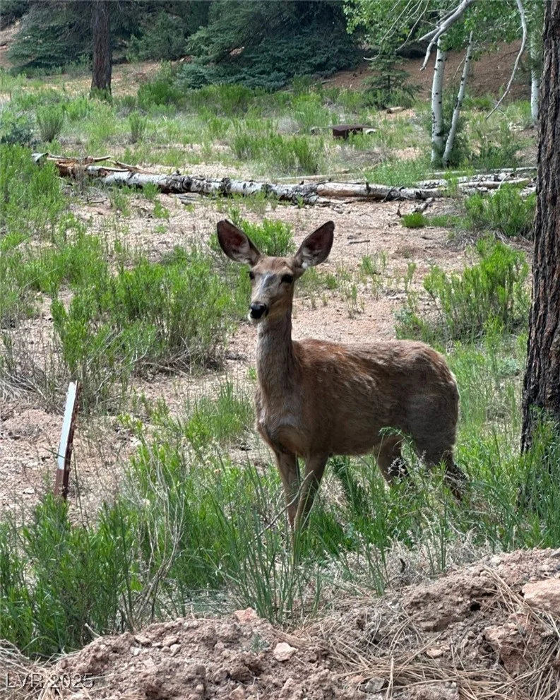 1275 Piute, Duck Creek Village, UT 84762