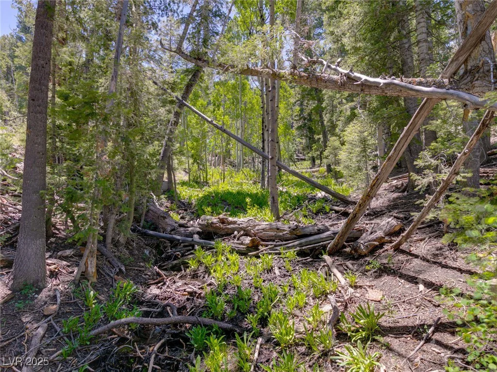 APN 128-07-201-017 N Fork Deer Creek, Mount Charleston, NV 89124