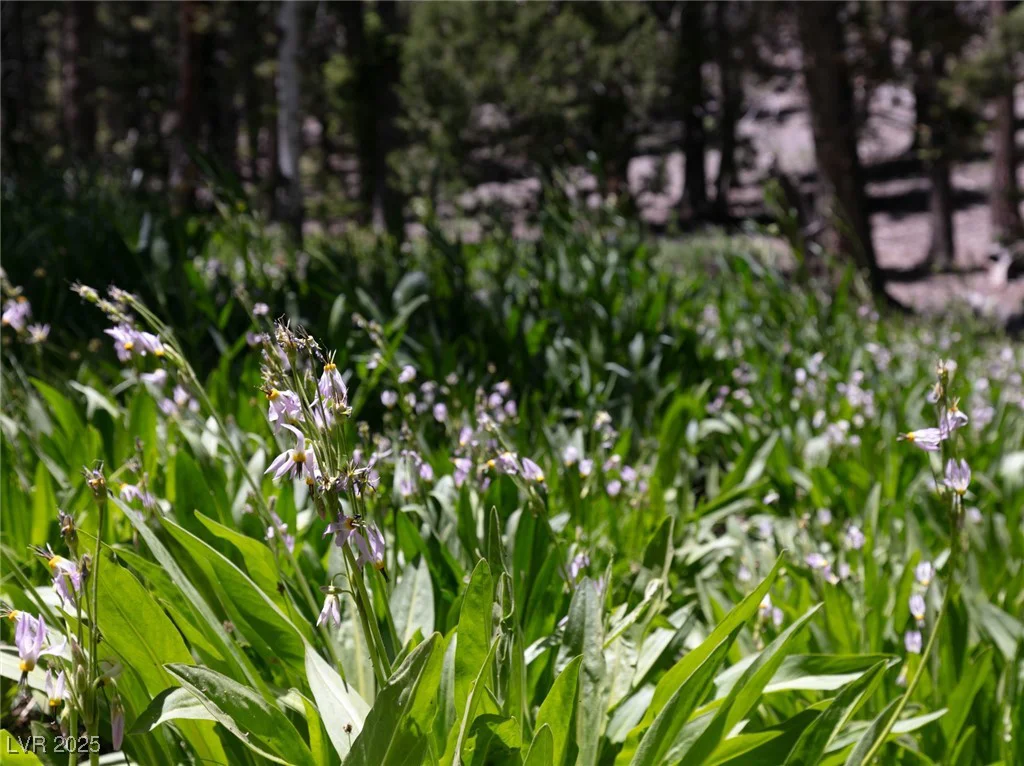APN 128-07-201-017 N Fork Deer Creek, Mount Charleston, NV 89124
