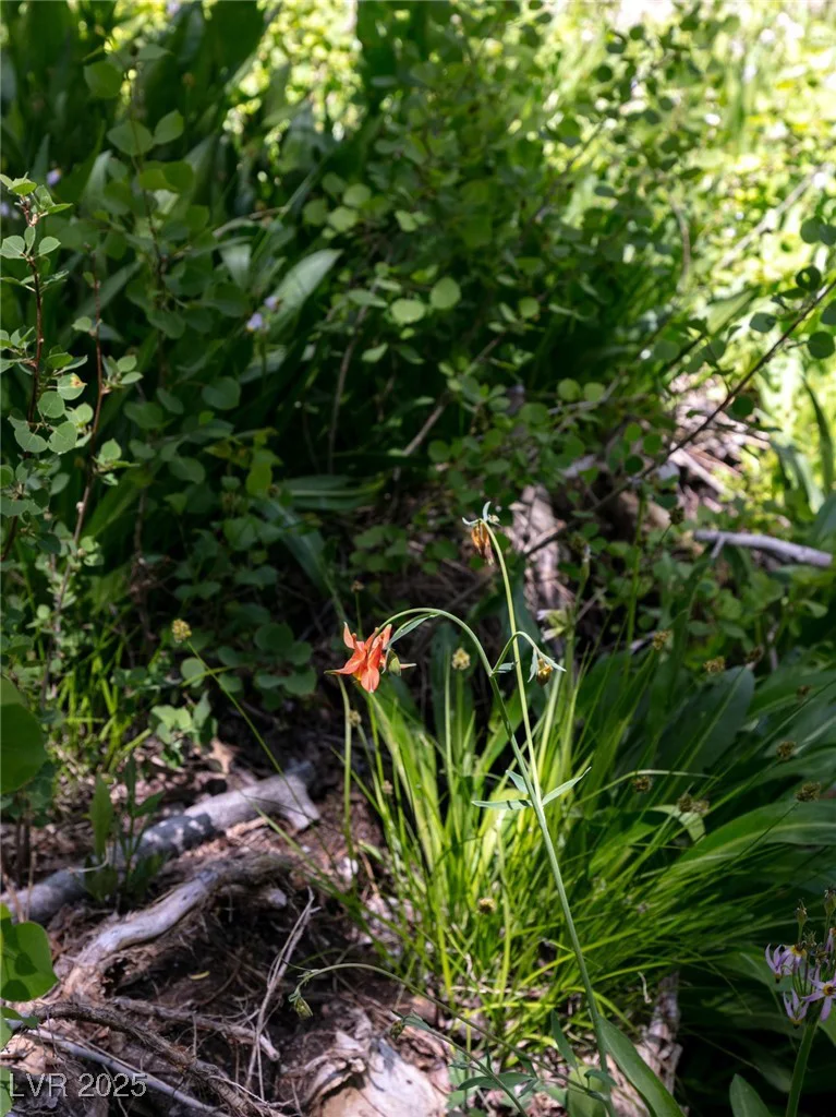 APN 128-07-201-017 N Fork Deer Creek, Mount Charleston, NV 89124
