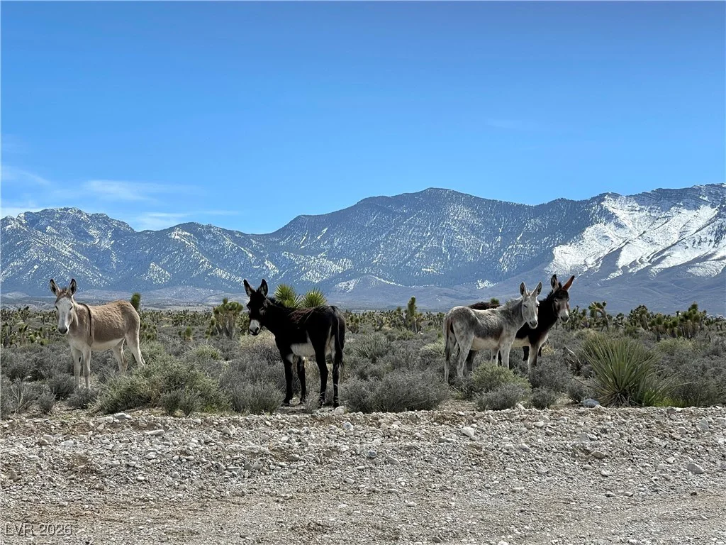 92 Cold Creek, Cold Creek, NV 89124