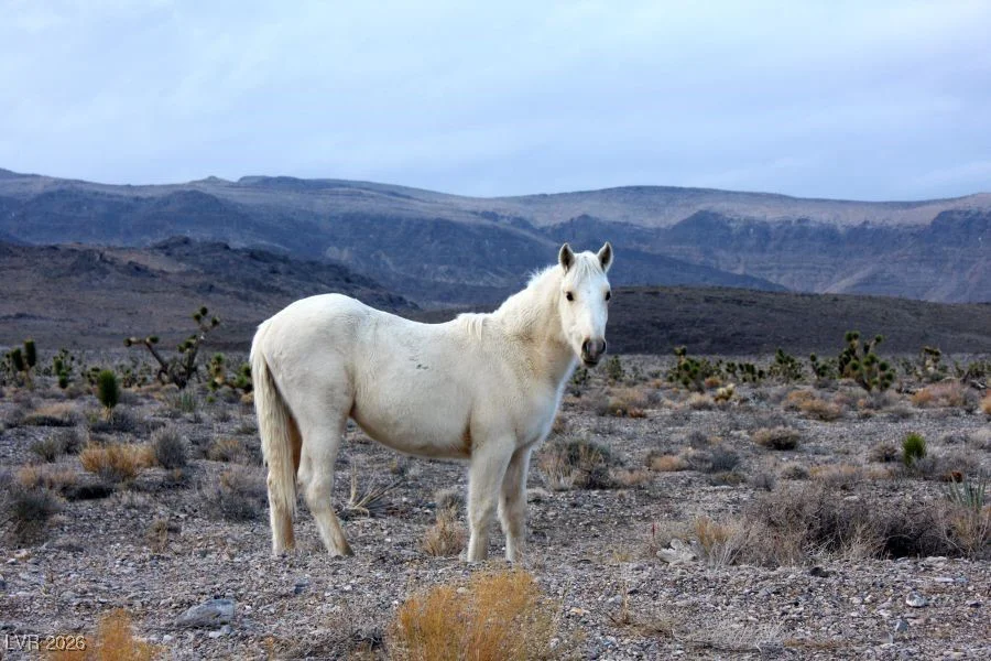 92 Cold Creek, Cold Creek, NV 89124