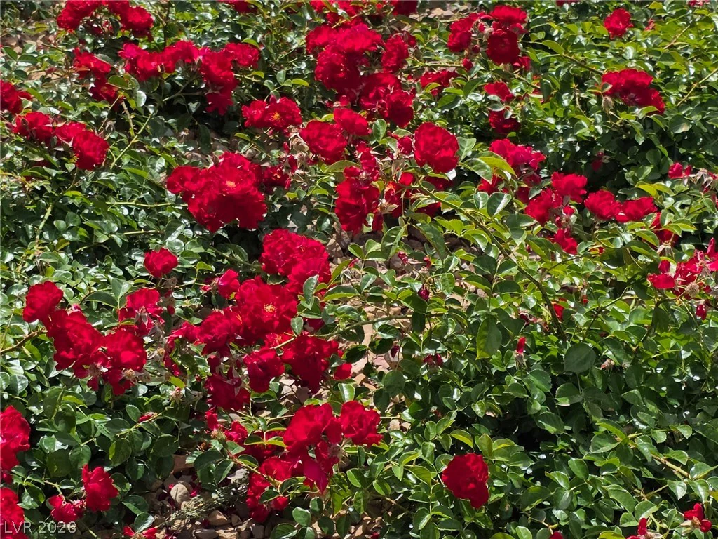 90 Contrada Fiore, Henderson, NV 89011