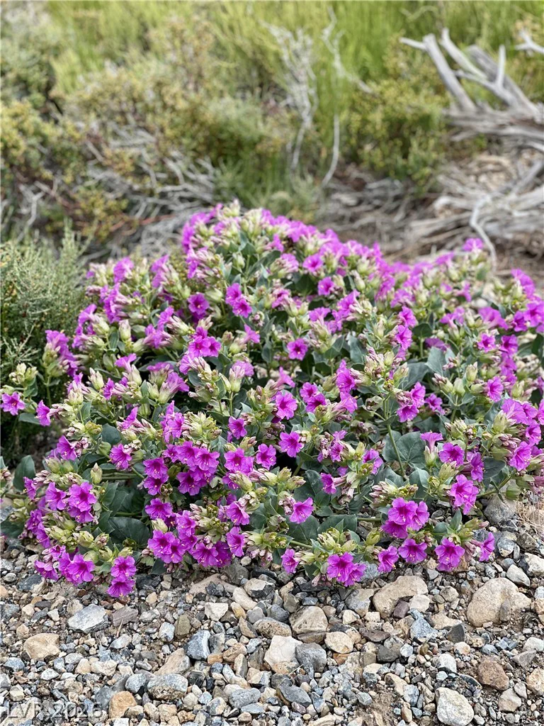91 Aspen Road 095-01-710-007, Cold Creek, NV 89124