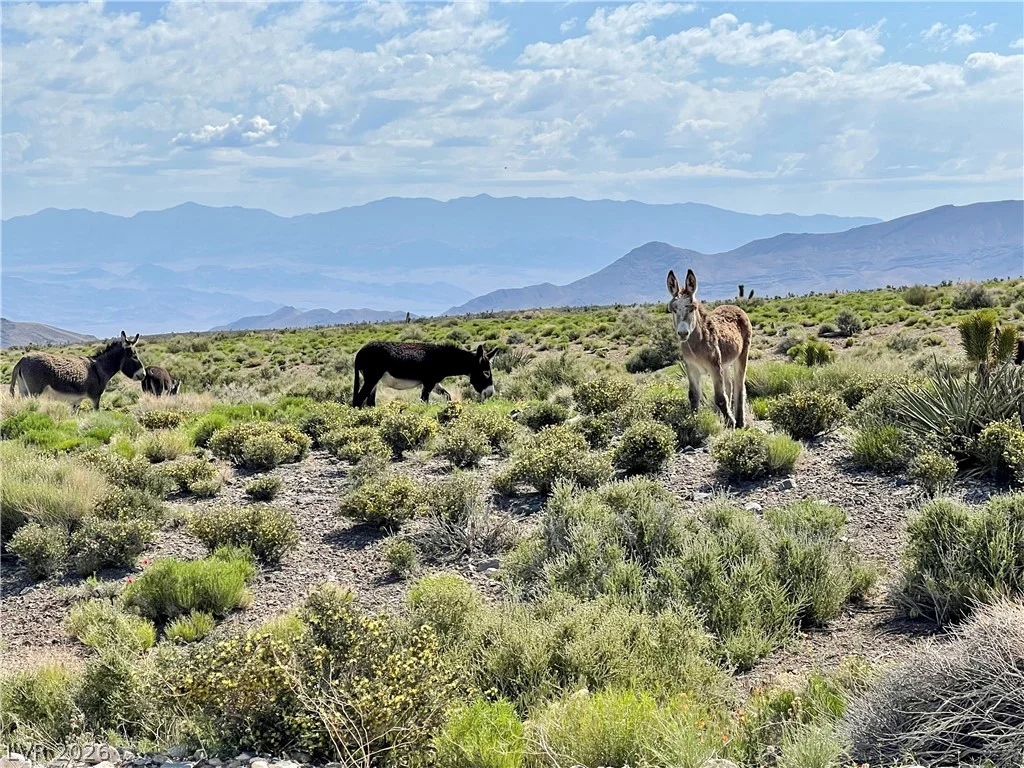 91 Aspen Road 095-01-710-007, Cold Creek, NV 89124