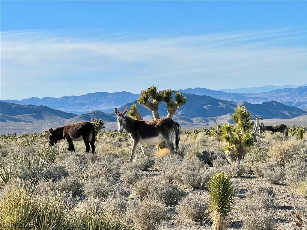 91 Aspen Road 095-01-710-007, Cold Creek, NV 89124