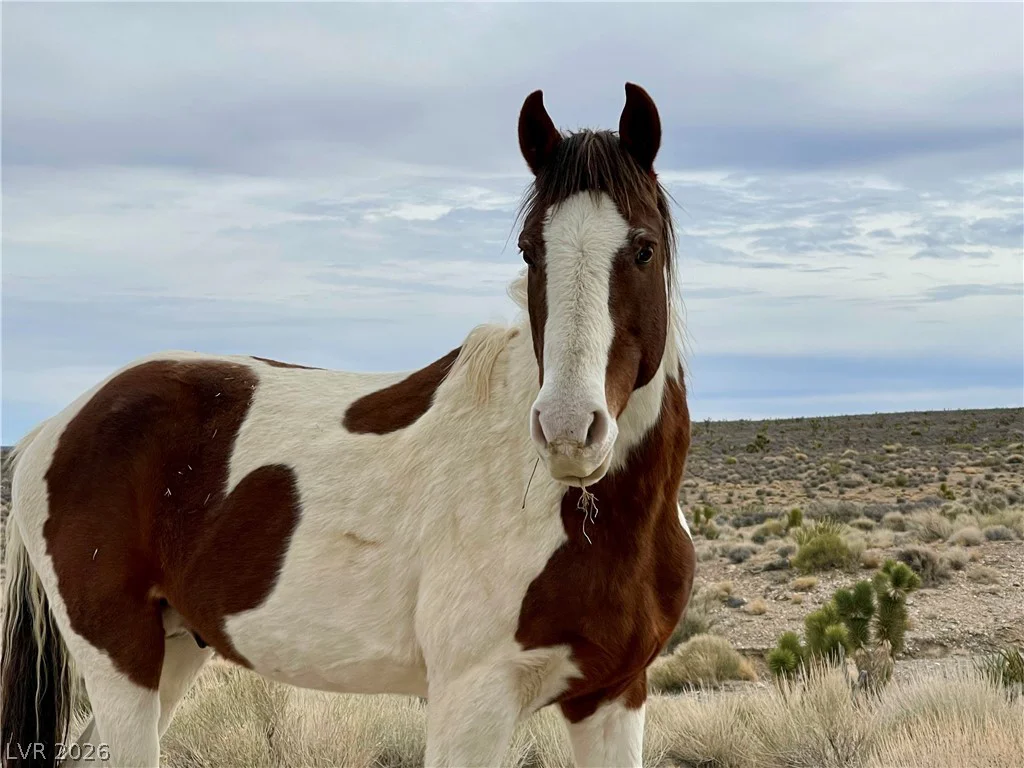 91 Aspen Road 095-01-710-007, Cold Creek, NV 89124