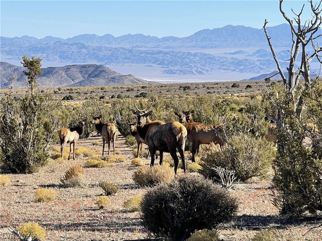 4 Camp Bonanza, Cold Creek, NV 89124