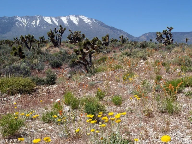 4 Camp Bonanza, Cold Creek, NV 89124