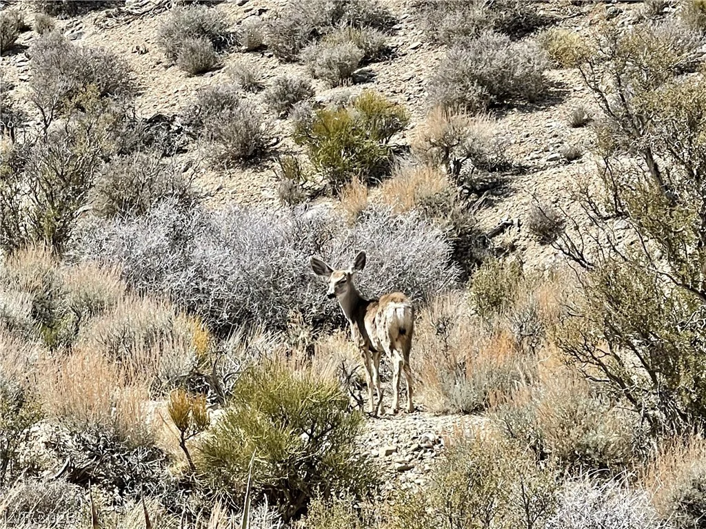 4 Camp Bonanza, Cold Creek, NV 89124