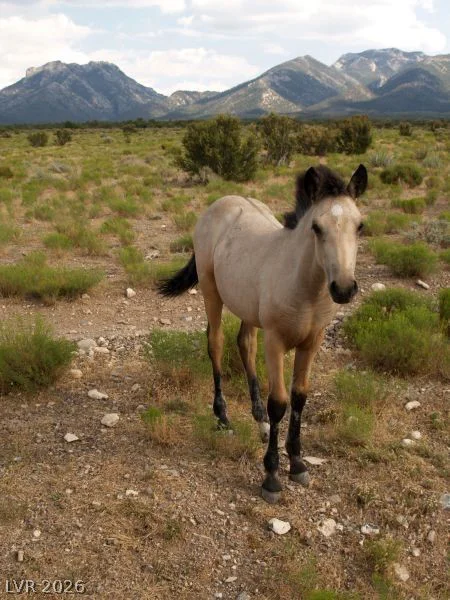 150 Wind Drift, Cold Creek, NV 89124