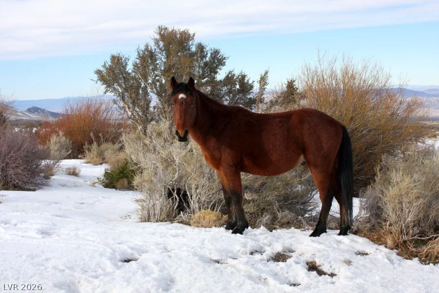 Sir Turner Drive APN#095-01-711-034, Cold Creek, NV 89124