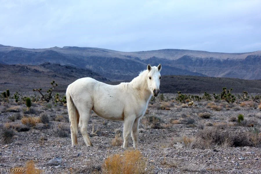 Sir Turner Drive APN#095-01-711-034, Cold Creek, NV 89124