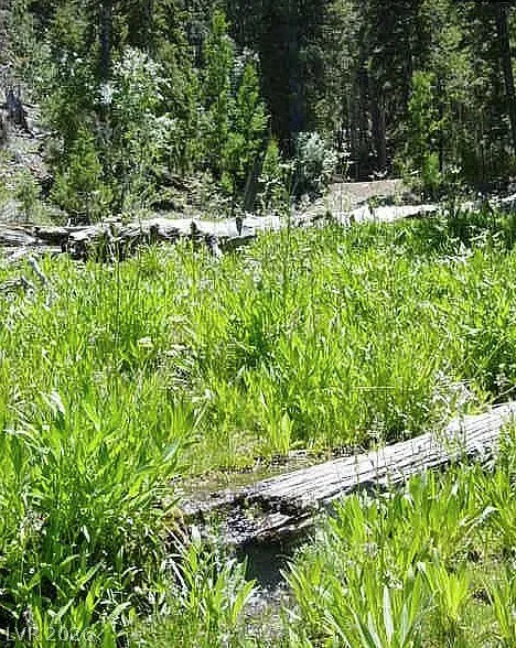 0 Deer Creek, Mount Charleston, NV 89124