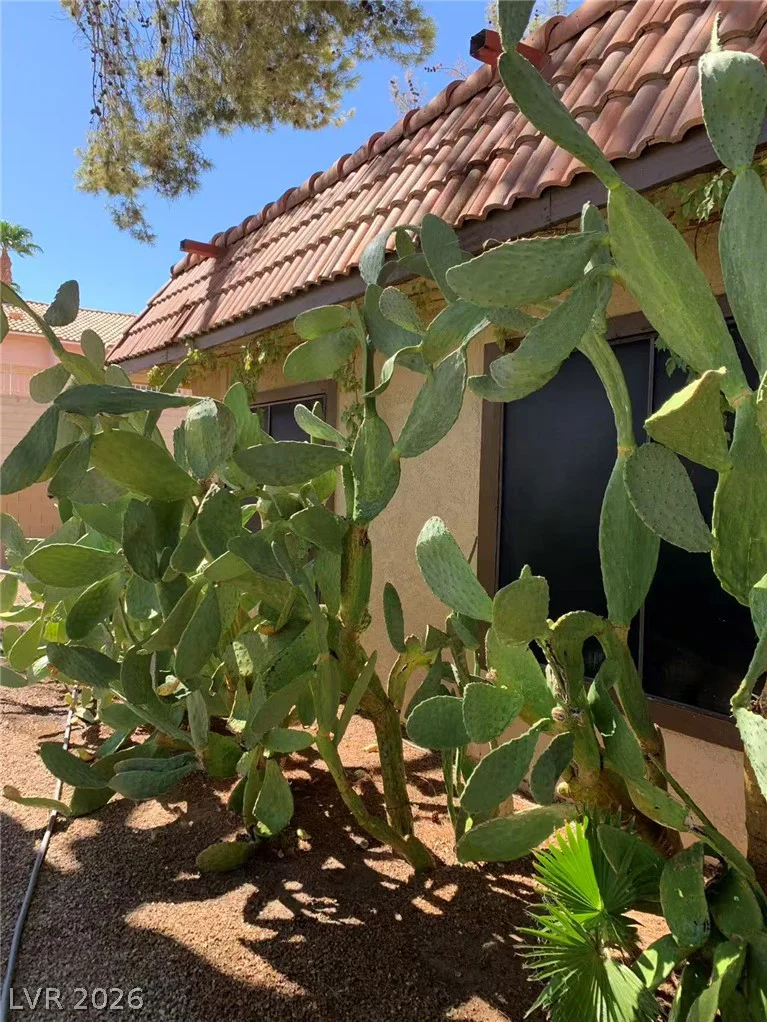 1897 Avacado, Henderson, NV 89014